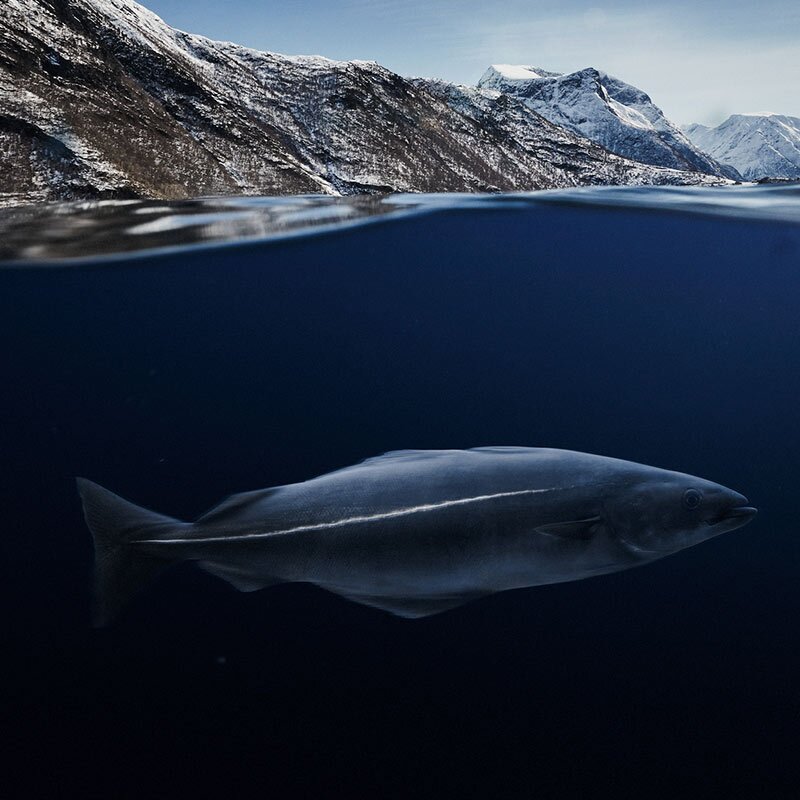Sei i fjordlandsskap under vann