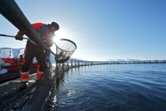 ​Rekordhøy lakseeksport i 2014