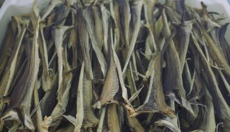 Stockfish drying