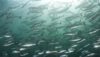 Fish underwater