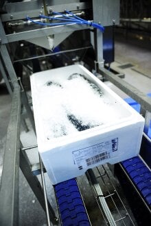 Box of trout on production line