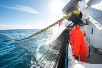 Nedgang for pelagisk fisk første halvår