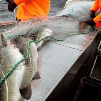 Torsk på fiskebåt