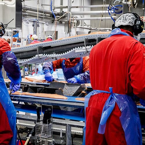 Filetering av laks hos Nordlaks, Børøya