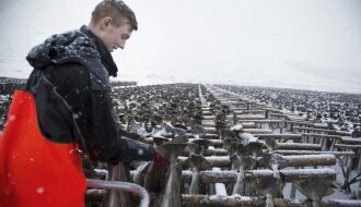 Fish drying