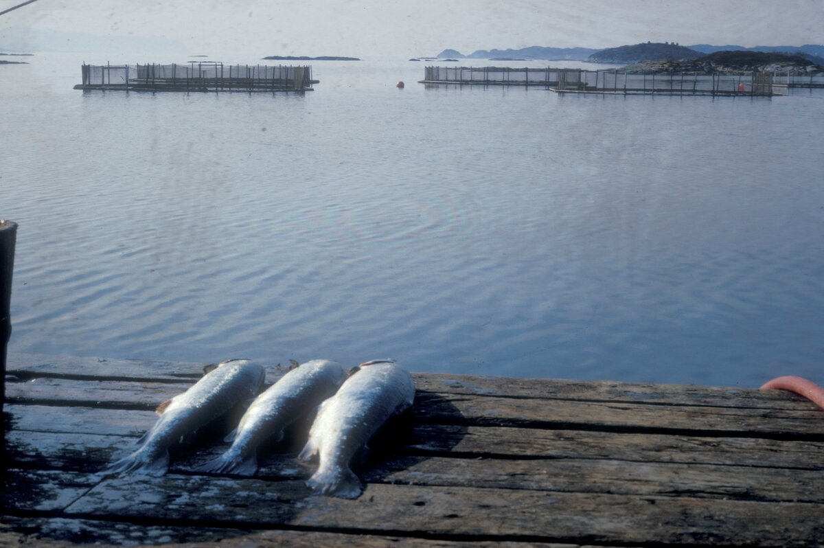 På kaikanten på Havlaks sitt anlegg på Laksåvika på Hitra. Havlaks var anlegget til brødrene Grøntvedt. Ute på sjøen sees merdene.