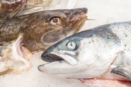 Må se fisken i øynene