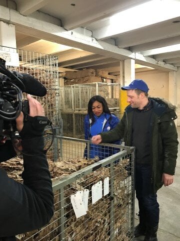 Produsent Erling Falch i Saga Fisk viser journalist Thelma Obaze hvordan tørrfisk lages. FOTO: Anette G. Zimowski