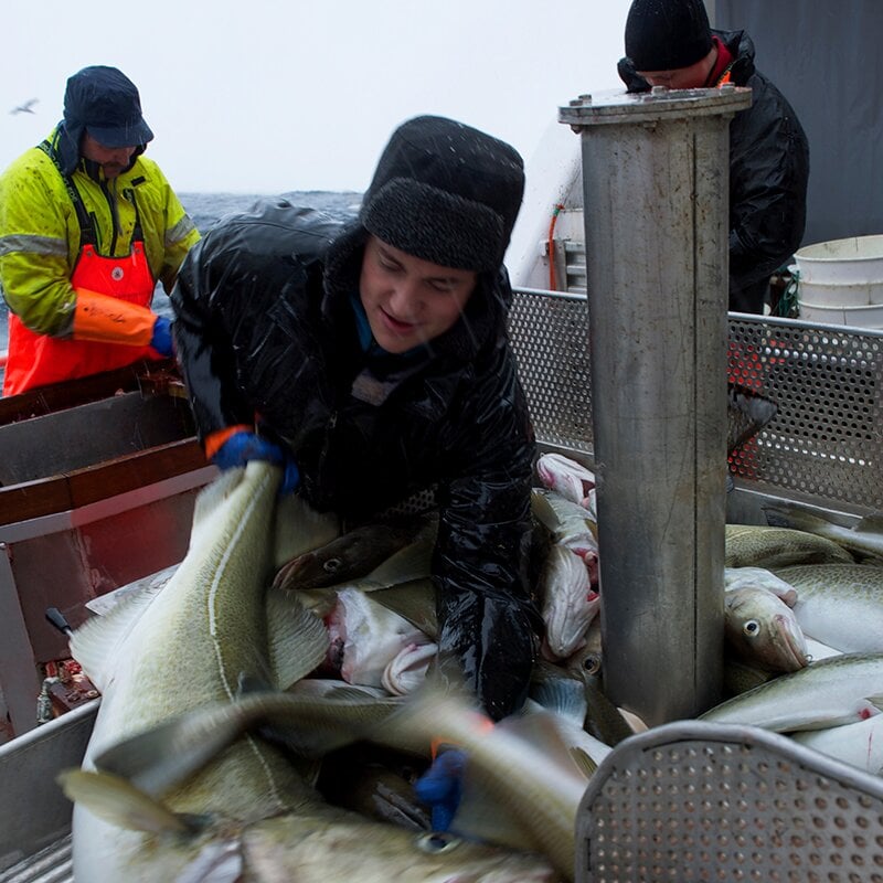 Torsk på fiskebåt